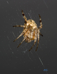 Spider 4